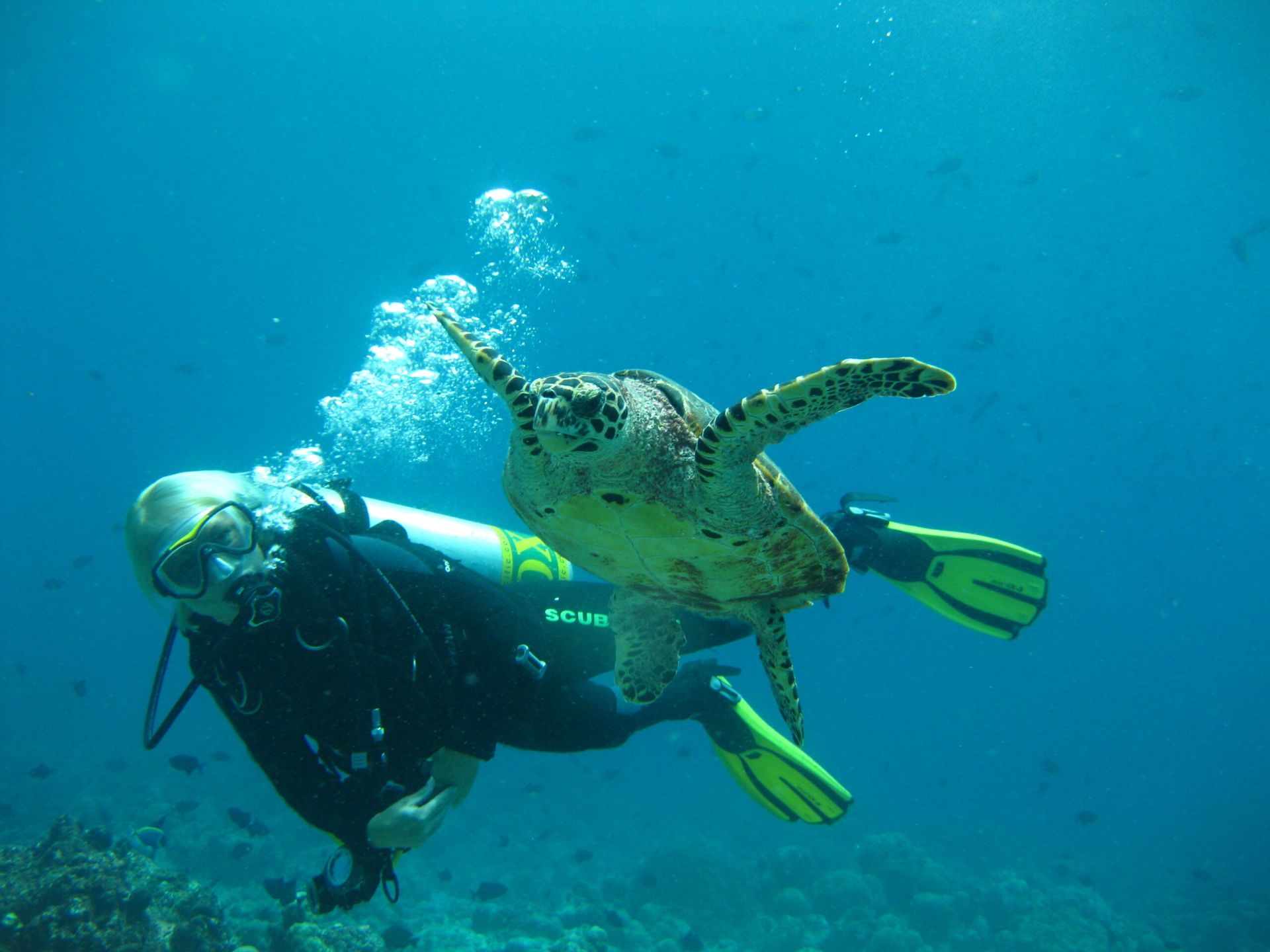 Adaaran_Diving